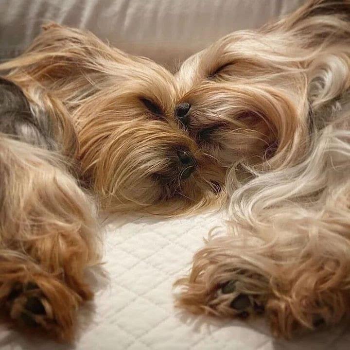 criadero yorkshire terrier