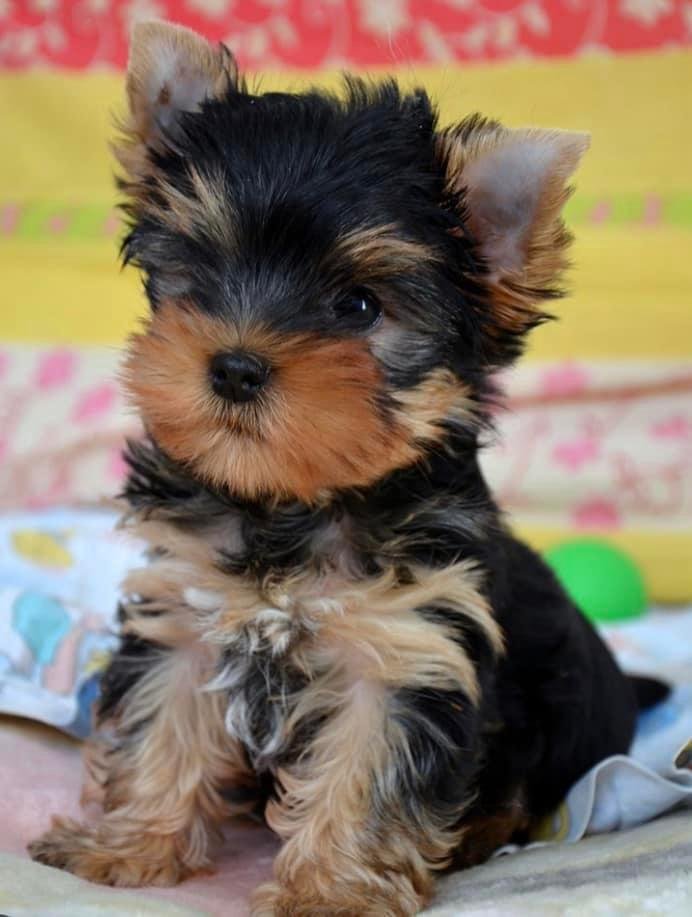 criadero yorkshire terrier