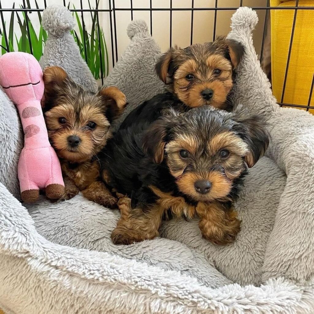 criadero yorkshire terrier