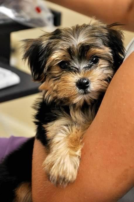 criadero yorkshire terrier