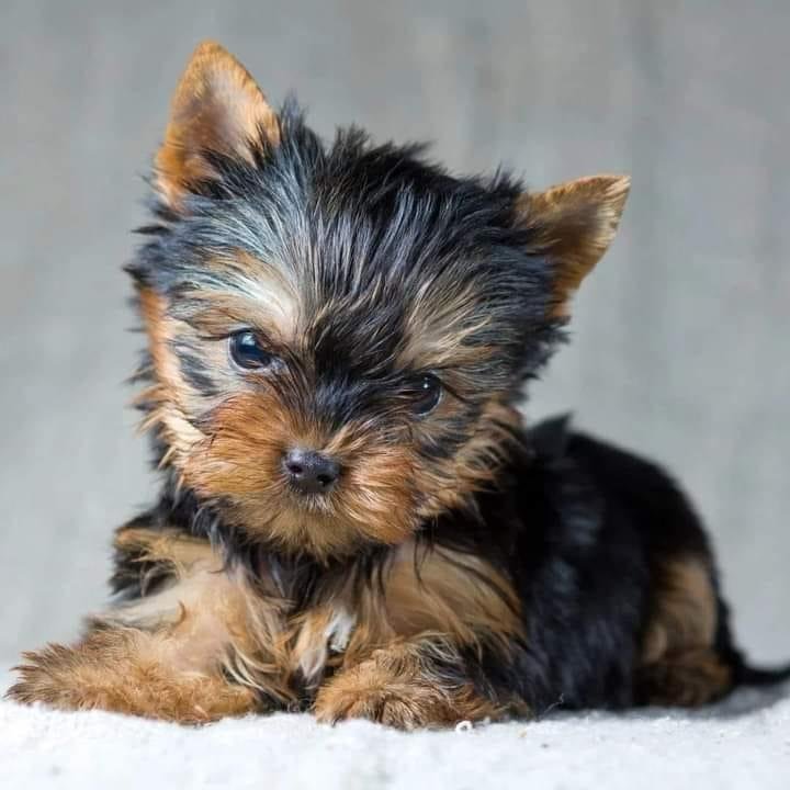 criadero yorkshire terrier