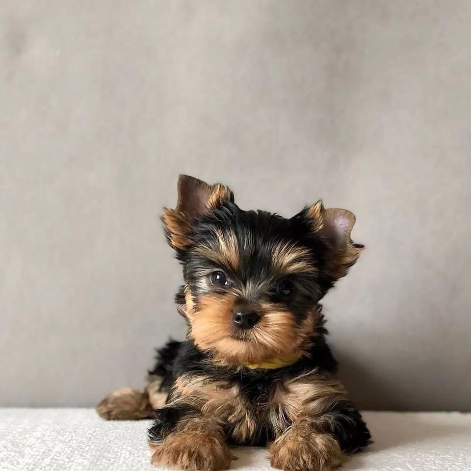 criadero yorkshire terrier