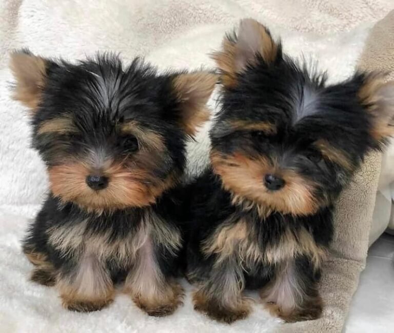 criadero yorkshire terrier