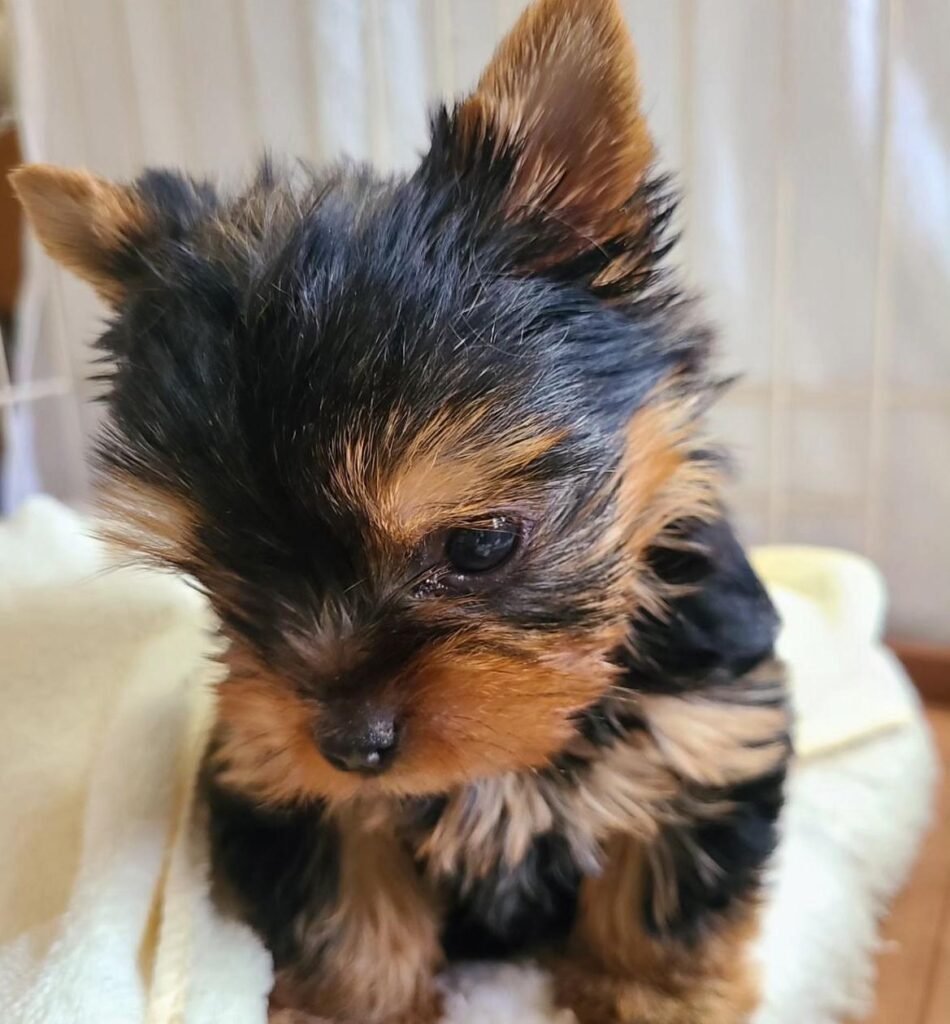 criadero yorkshire terrier