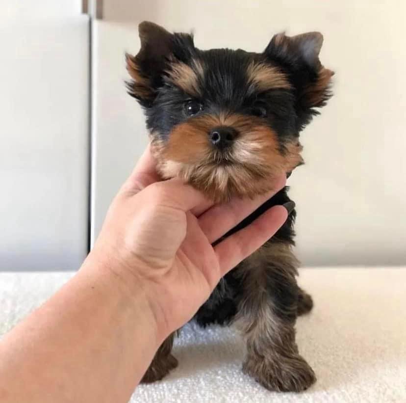 criadero yorkshire terrier